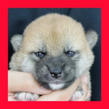 柴犬(標準サイズ)【徳島県・女の子・2025年8月19日・赤】の写真「●●徳島と愛知と千葉でのご見学が可能です●●」