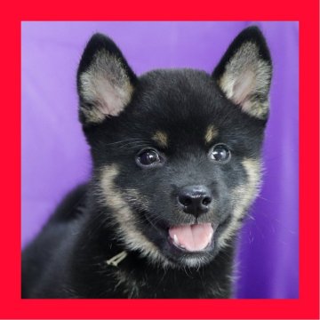 柴犬(標準サイズ)【徳島県・男の子・2025年7月26日・黒】の写真「●●徳島と愛知と千葉でのご見学が可能です●●」