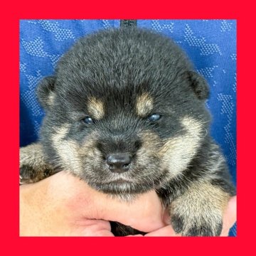 柴犬(標準サイズ)【徳島県・男の子・2025年7月26日・黒】の写真「●●徳島と愛知と千葉でのご見学が可能です●●」
