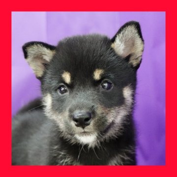 柴犬(標準サイズ)【徳島県・女の子・2025年7月15日・黒】の写真「●●徳島と愛知と千葉でのご見学が可能です●●」