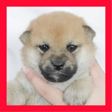 柴犬(標準サイズ)【徳島県・女の子・2025年11月8日・赤】の写真「●●徳島と愛知と千葉でのご見学が可能です●●」
