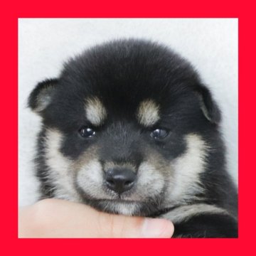 柴犬(標準サイズ)【徳島県・女の子・2025年8月11日・黒】の写真「●●徳島と愛知と千葉でのご見学が可能です●●」