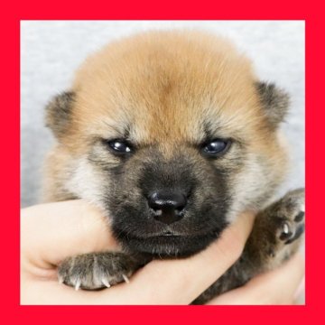 柴犬(標準サイズ)【徳島県・女の子・2025年8月2日・赤】の写真「●●徳島と愛知と千葉でのご見学が可能です●●」