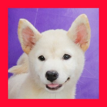 柴犬(標準サイズ)【徳島県・女の子・2025年6月7日・白】の写真「●●徳島と愛知と千葉でのご見学が可能です●●」