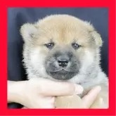 柴犬(標準サイズ)