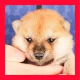 柴犬(標準サイズ)