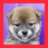 柴犬(標準サイズ)