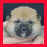柴犬(標準サイズ)