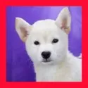 柴犬(標準サイズ)