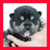 柴犬(標準サイズ)