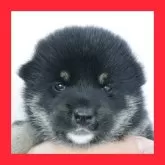 柴犬(標準サイズ)