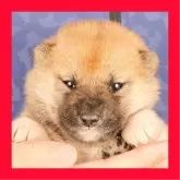 柴犬(標準サイズ)