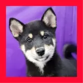 柴犬(標準サイズ)