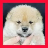 柴犬(標準サイズ)