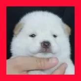 柴犬(標準サイズ)