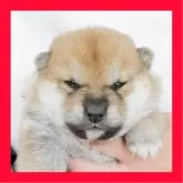 柴犬(標準サイズ)