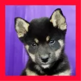 柴犬(標準サイズ)