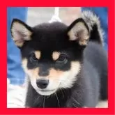 柴犬(標準サイズ)