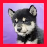 柴犬(標準サイズ)