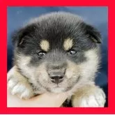 柴犬(標準サイズ)