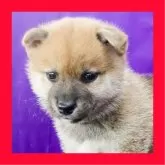 柴犬(標準サイズ)