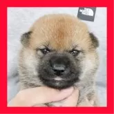 柴犬(標準サイズ)
