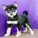 柴犬(標準サイズ)【徳島県・女の子・2025年7月15日・黒】の写真3「人懐こい子です」