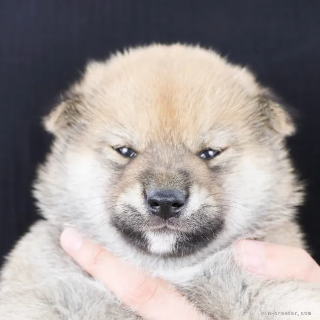 ID：2206-01954の子犬