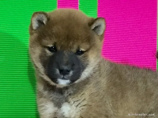 hinanono 様のお迎えした子犬