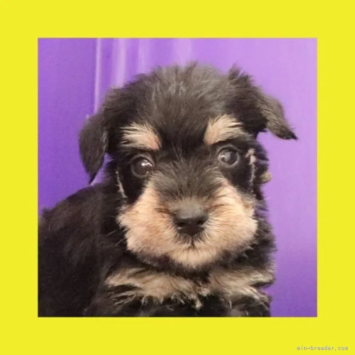 ID:2308-05916の子犬