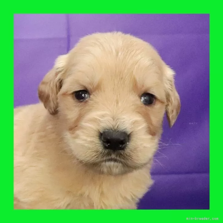 ID:2312-02840の子犬