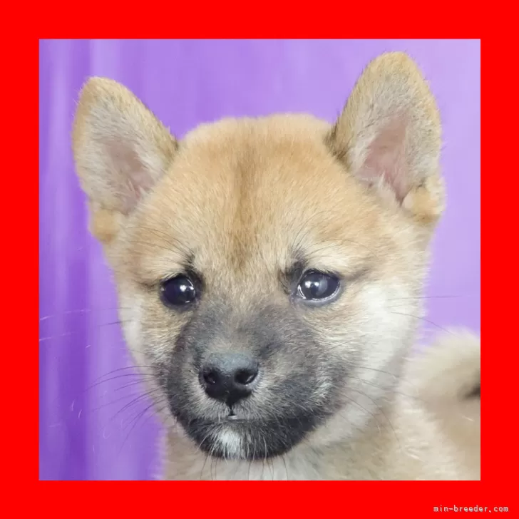 ID：2409-01171の子犬