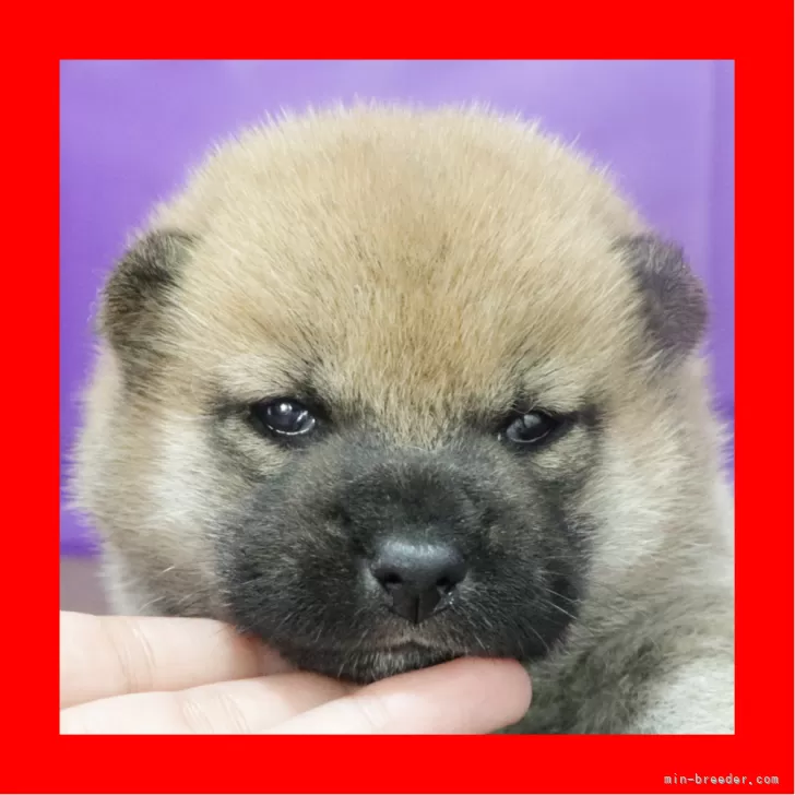 ID：2410-07749の子犬