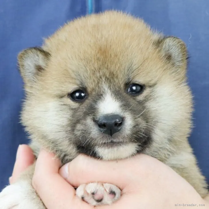 ID：2301-01276の子犬