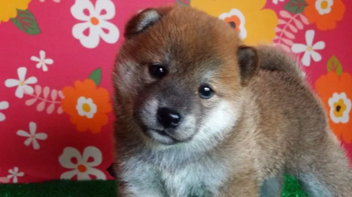 ID：1406-01102の子犬