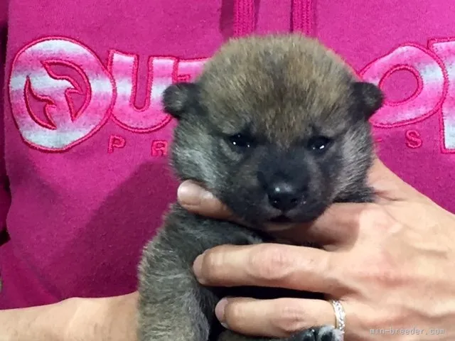 リュウママ 様のお迎えした子犬