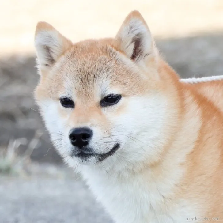 ID：2301-01320の子犬