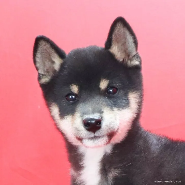 ID:2304-03767の子犬