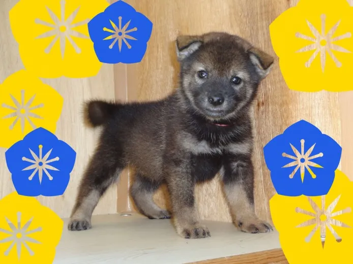 coco 様のお迎えした子犬