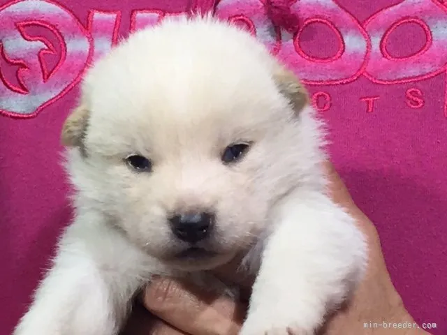 白郎丸family 様のお迎えした子犬