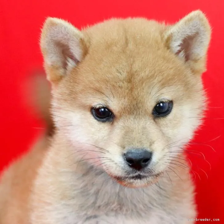 ID：2209-04361の子犬