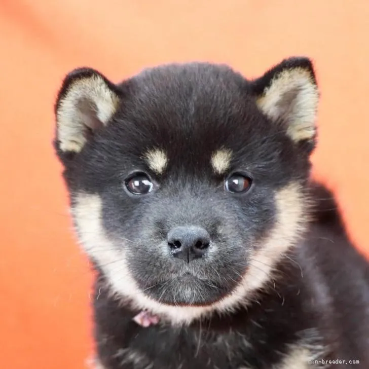 ID：2205-02862の子犬