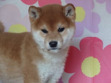 柴犬(標準サイズ)【徳島県・男の子・2014年12月3日・赤】の写真「イケメン予想の柴犬男子」