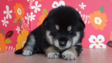 柴犬(標準サイズ)【徳島県・男の子・2014年7月13日・黒】の写真「もっちりかわいい黒柴男子」