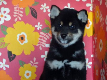 柴犬(標準サイズ)【徳島県・男の子・2014年9月27日・黒】の写真「毛質の柔らかい可愛い男の子」