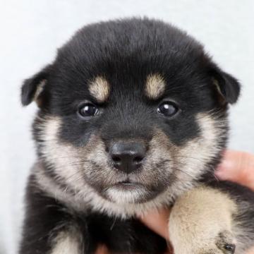 柴犬(標準サイズ)【徳島県・女の子・2022年6月25日・黒】の写真「＊＊無料お届け地域拡大＊＊」