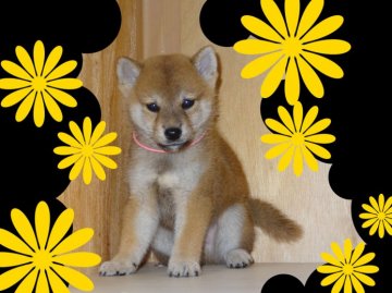 柴犬(標準サイズ)【徳島県・男の子・2013年8月2日・赤】の写真「綺麗なお顔の男の子」