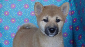 柴犬(標準サイズ)【徳島県・女の子・2014年7月3日・赤】の写真「ぱっちりおめめな柴犬ガール」