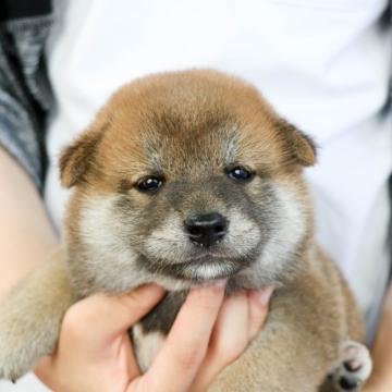 柴犬(標準サイズ)【徳島県・男の子・2022年6月4日・赤】の写真「【無料お届け対象犬】」
