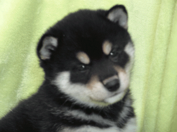 柴犬(標準サイズ)【徳島県・女の子・2012年12月22日・黒(☆ふわっふわのかわいこちゃん☆)】の写真「」